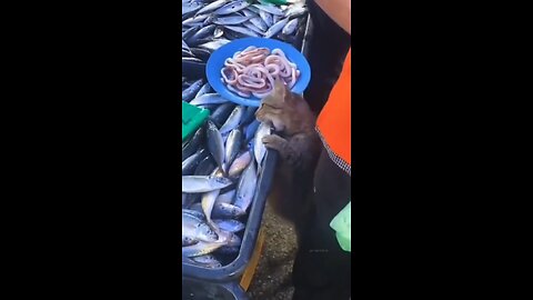 look this funny 😺 cat ...in prison for stealing fish