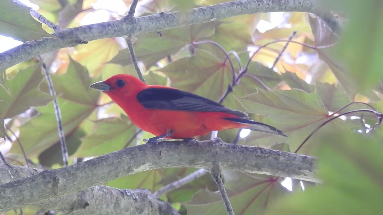 A few Birds and other critters of Ontario, Canada