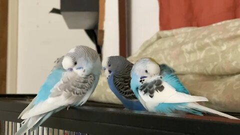 little flock of budgies take a snooze
