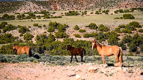 Pryor Mountains on the Border of Montana and Wyoming have Something Precious Found There