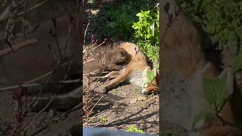 lunch time 😀 #brownnoise #foxes #foxesofinstagram #calmingsounds