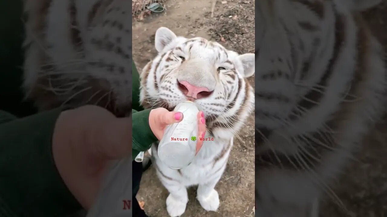 टाइगर कैसे दूध पी रहा है😱How Is Tiger Drinking Milk👈