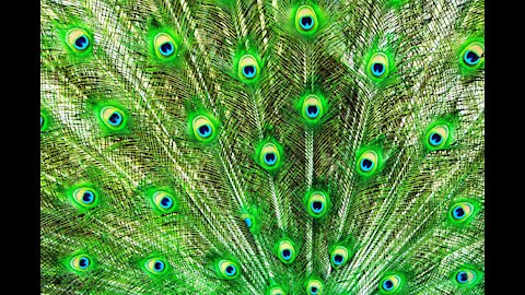 Peacock Tail Feathers