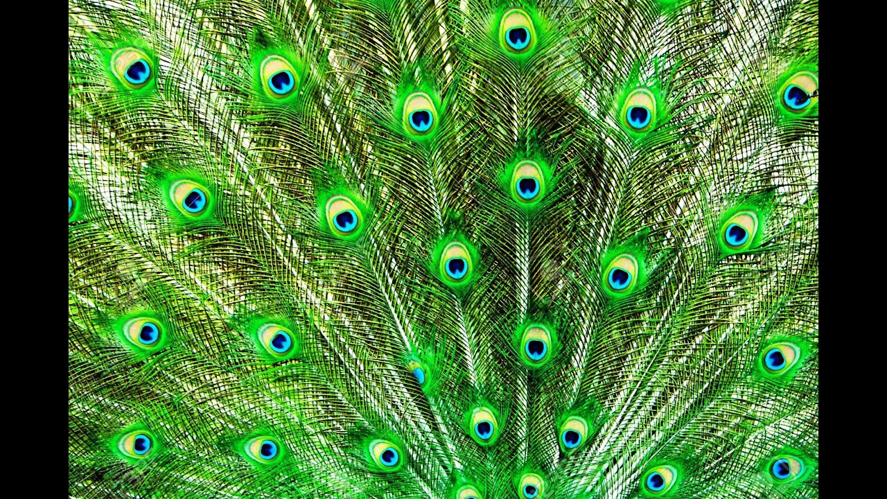 Peacock Tail Feathers