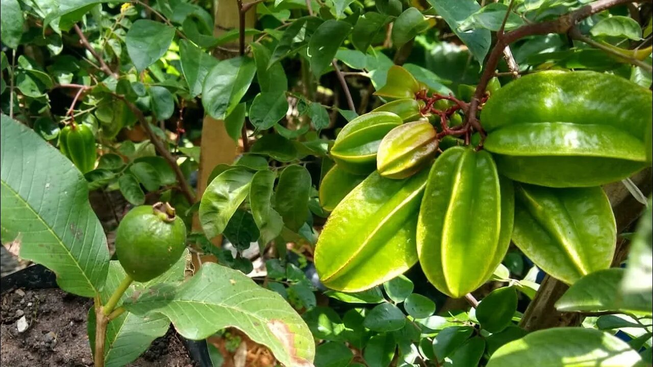 preço de frutífera produzindo em vaso a partir 20,00 reais jabuticaba maçã goiaba pitanga cajá uva