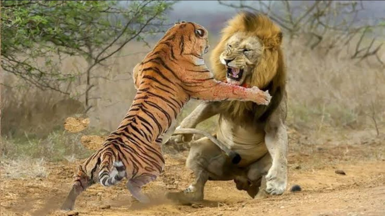HOW POWERFUL IS THE TIGER