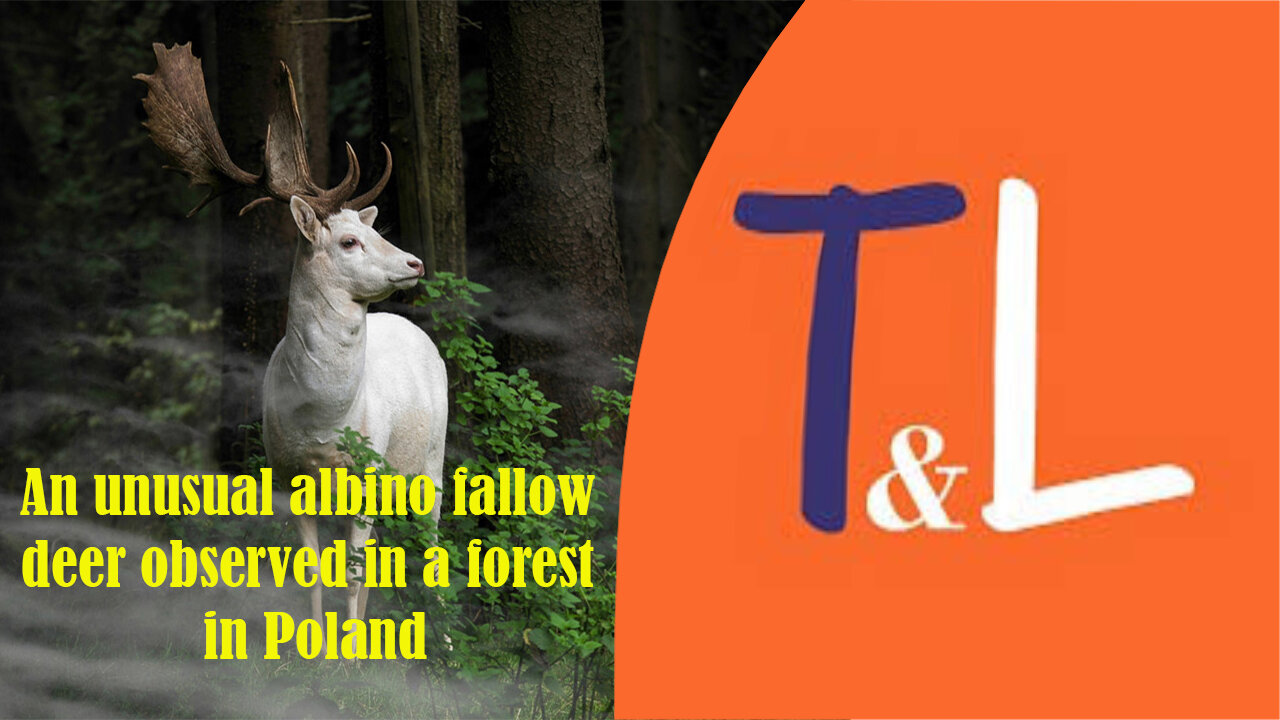 An unusual albino fallow deer observed in a forest in Poland