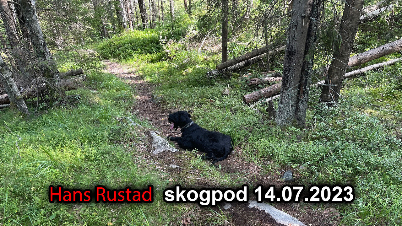 Skogpod 14. juli 2023