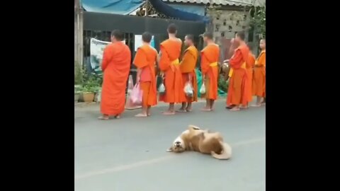 Doggo is not zen