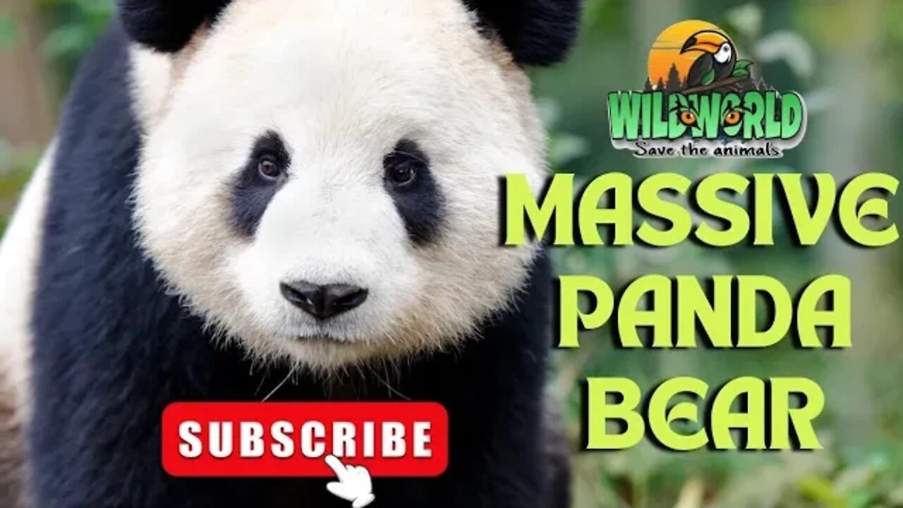 Massive Panda Bear