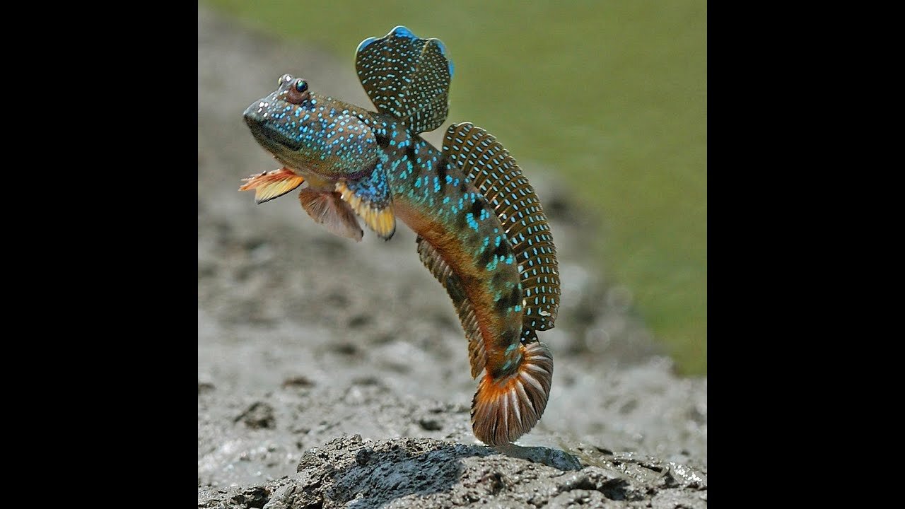 Fish That Can Walk On Land