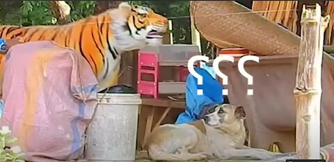 Troll Prank Dog Funny & fake Lion and Fake Tiger Prank To dog & Huge Box Prank to dog