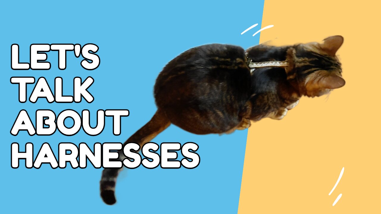 Best harness for your cat