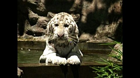 Baby Bonanza At Buenos Aires Zoo