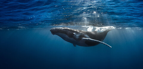 Whales swimming next to the boat