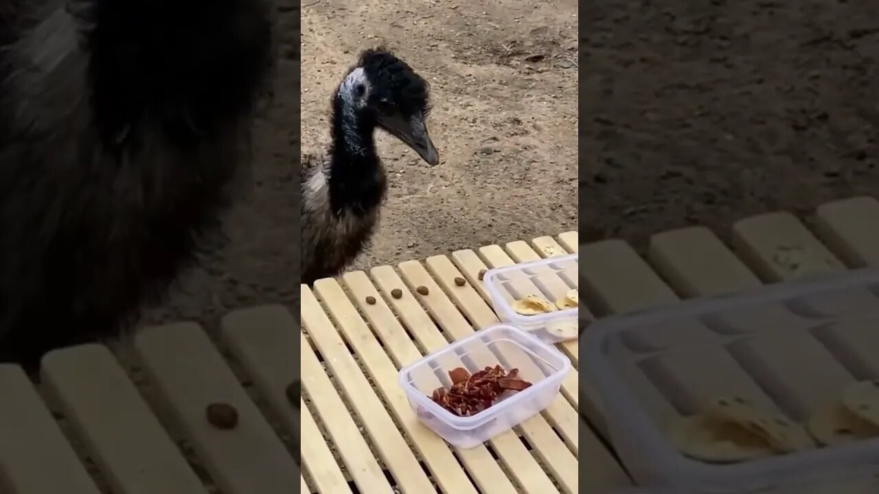 #Emus are Picky Eaters