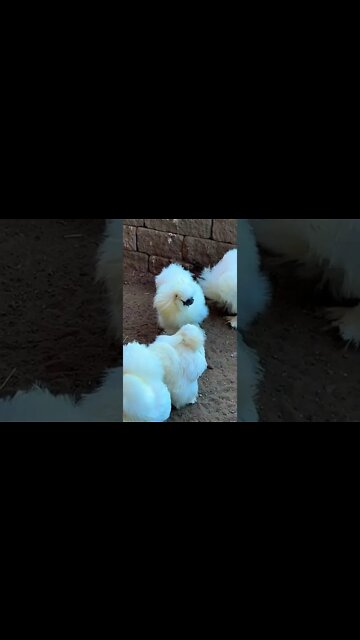 White fluffy chickens at the zoo