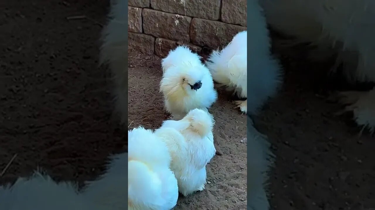 White fluffy chickens at the zoo