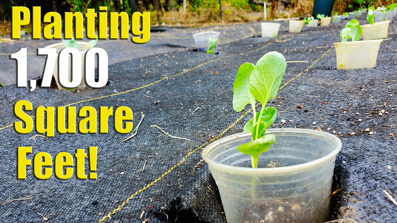 Our Cold-Weather Planting Strategy for Successful Crops in a 1,700-Square-Foot Garden