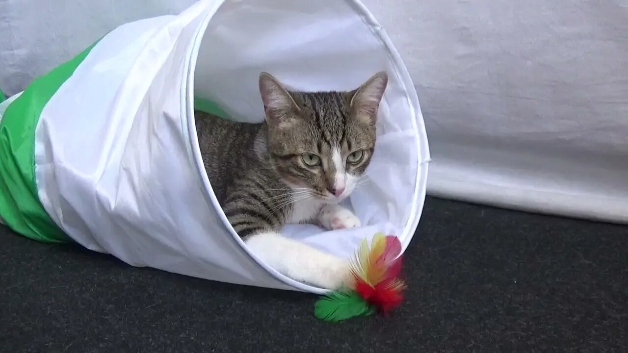 Kitten Is Falling asleep in His Cat Tunnel