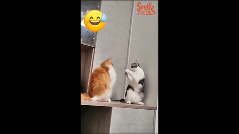 😍 Funniest Cats & Dogs Videos🐶😹