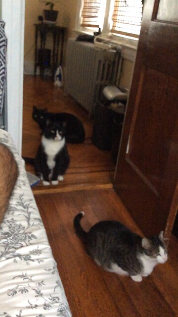 Cat throwing objects