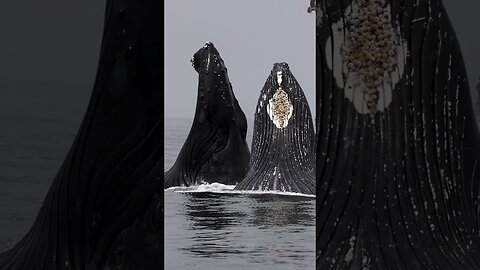 WHALE WATCH BOAT