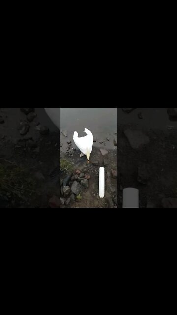 Giving a swan some corn