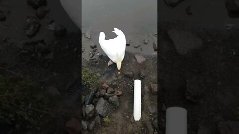 Giving a swan some corn