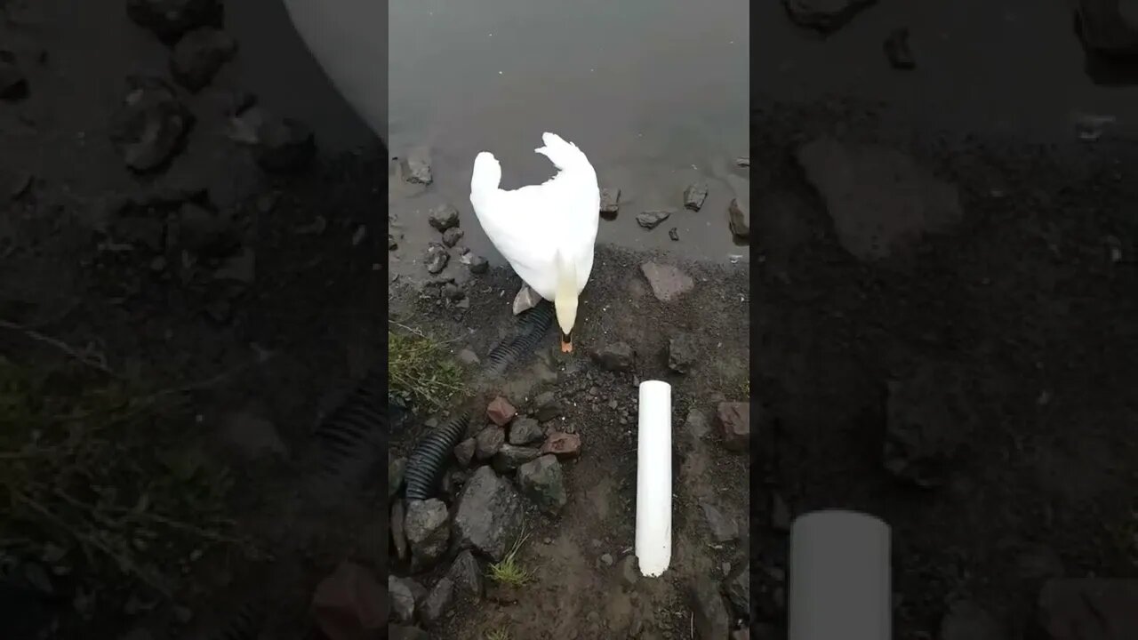 Giving a swan some corn