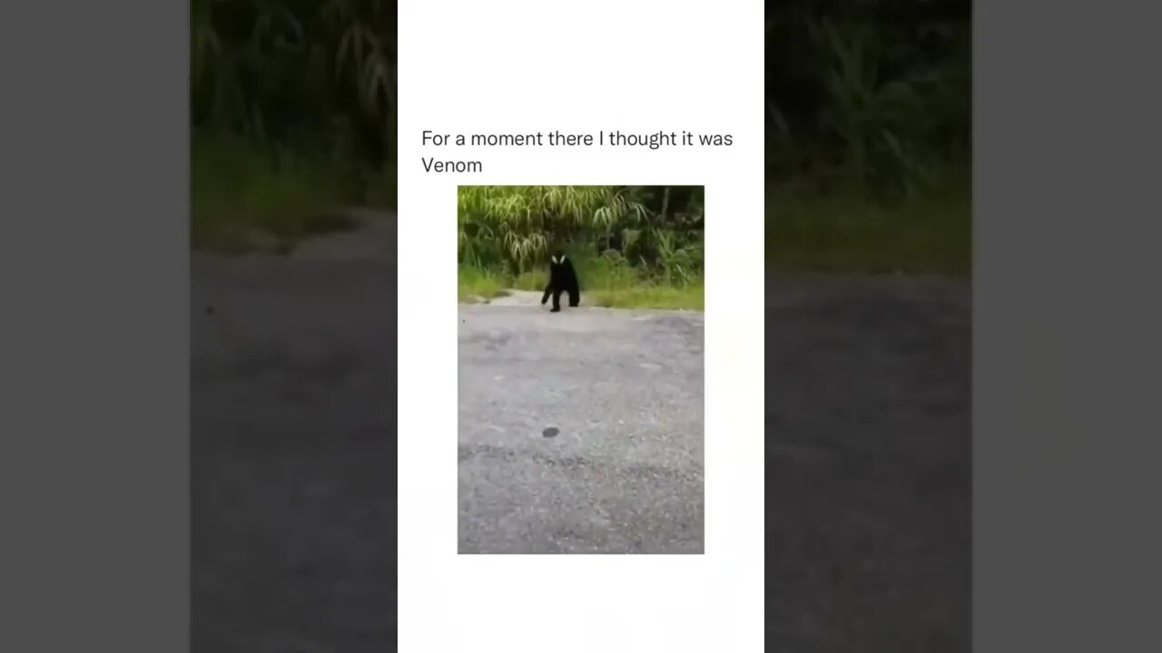 Welcome to the Jungle