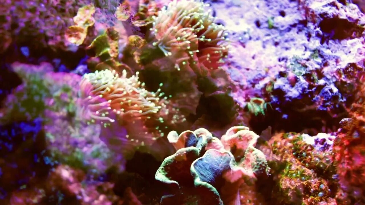 Rainbow Reef