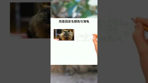 如何区分三花猫和玳瑁猫？#萌宠#猫#喵星人#三花猫#玳瑁猫