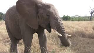 Elephant Eating Grass