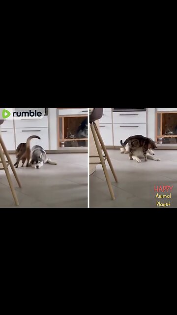 Funny Cat And Dog | Husky Just Wanted to Take a Nap😂