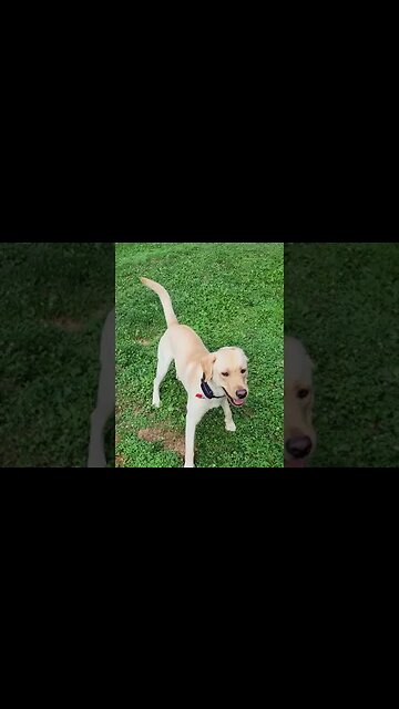 Now That's a Good Dog! #SHORTS