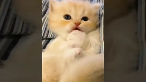 cute cat videos 😹 funny videos 😂 1095 😻 #shorts