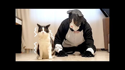 Cat Pranked By Big Cat Mask