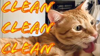 Cat Grooming Time [Relaxing Video] 😽