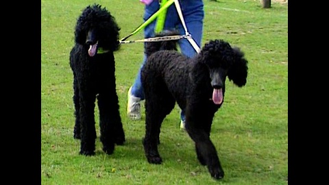 Blind Poodle Gets Guide Dog