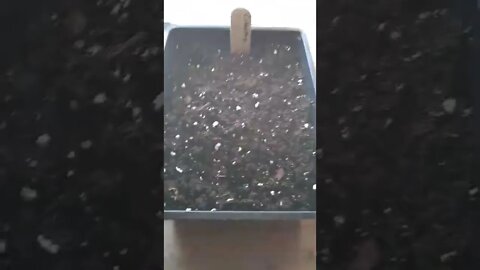 Seedlings day 3