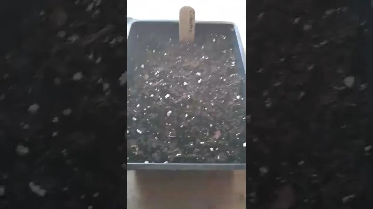 Seedlings day 3