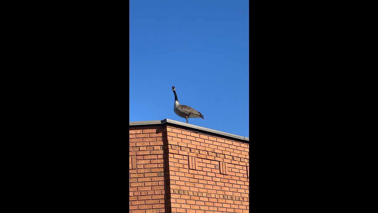 Canada goose