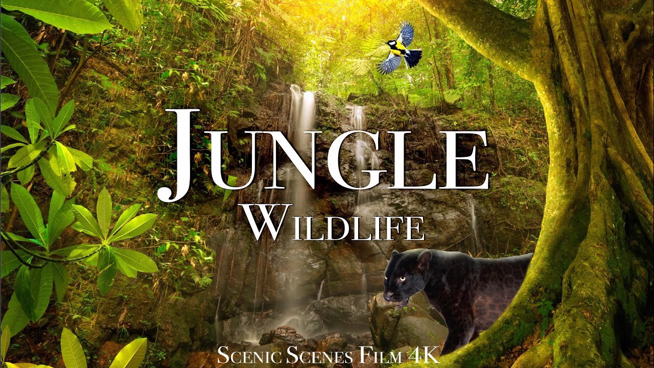 "Immersive Jungle Wildlife in Full HD: Explore the Enchanting Rainforest"