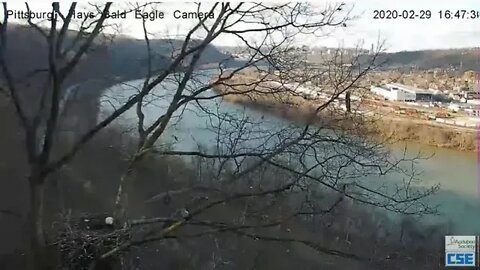 Hays Eagles Dad does a loop 2020 02 29 447pm