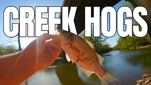 Catching Creek Hogs Left and Right - Sand Bass Fishing