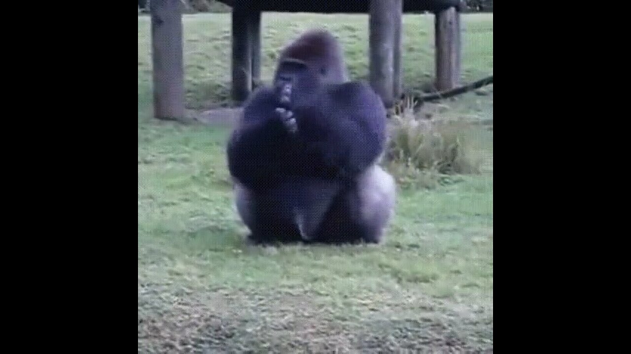gorilla using sign language❤️
