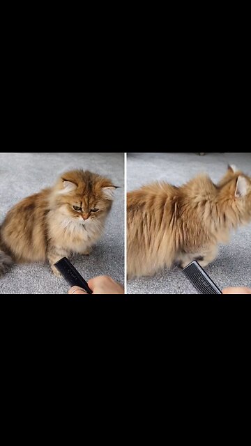 Welcome to the Funny Animals World!