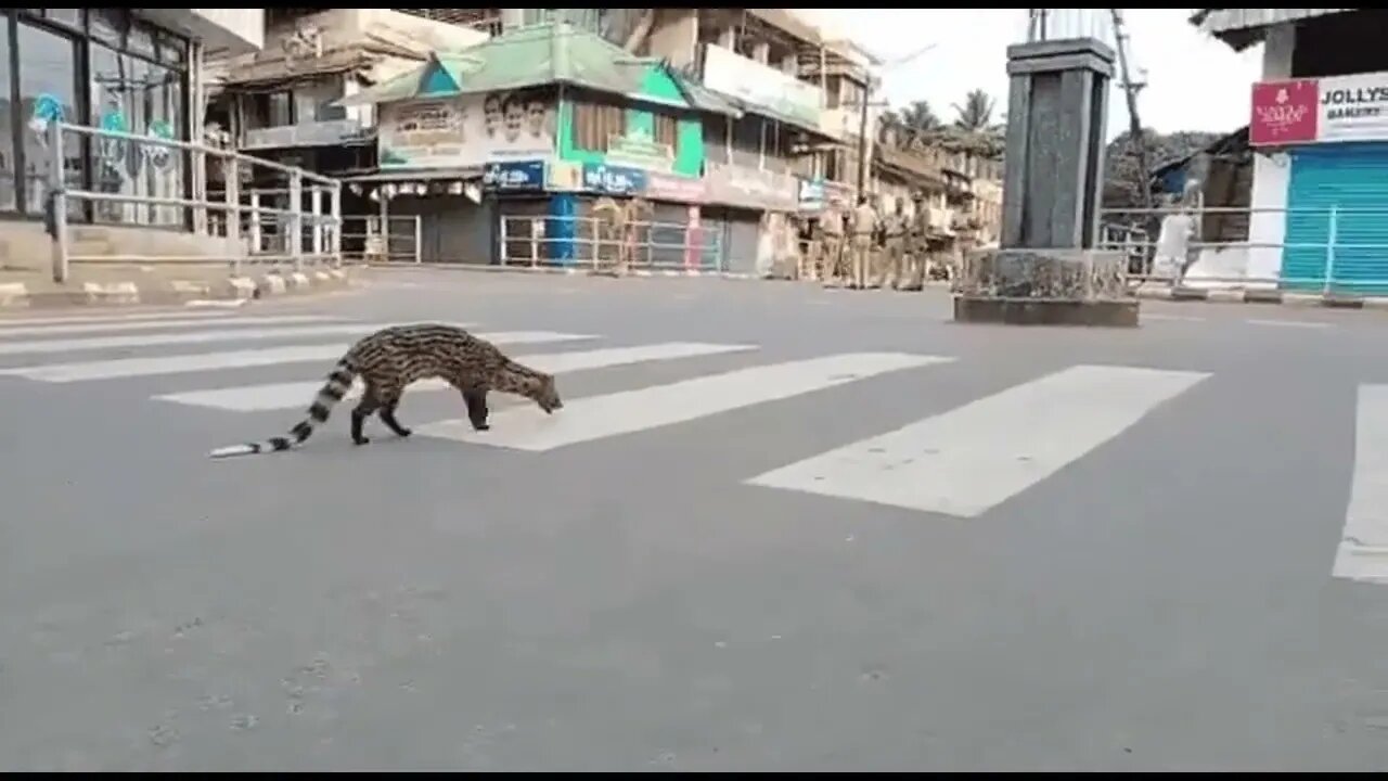 Spotted Malabar Civet