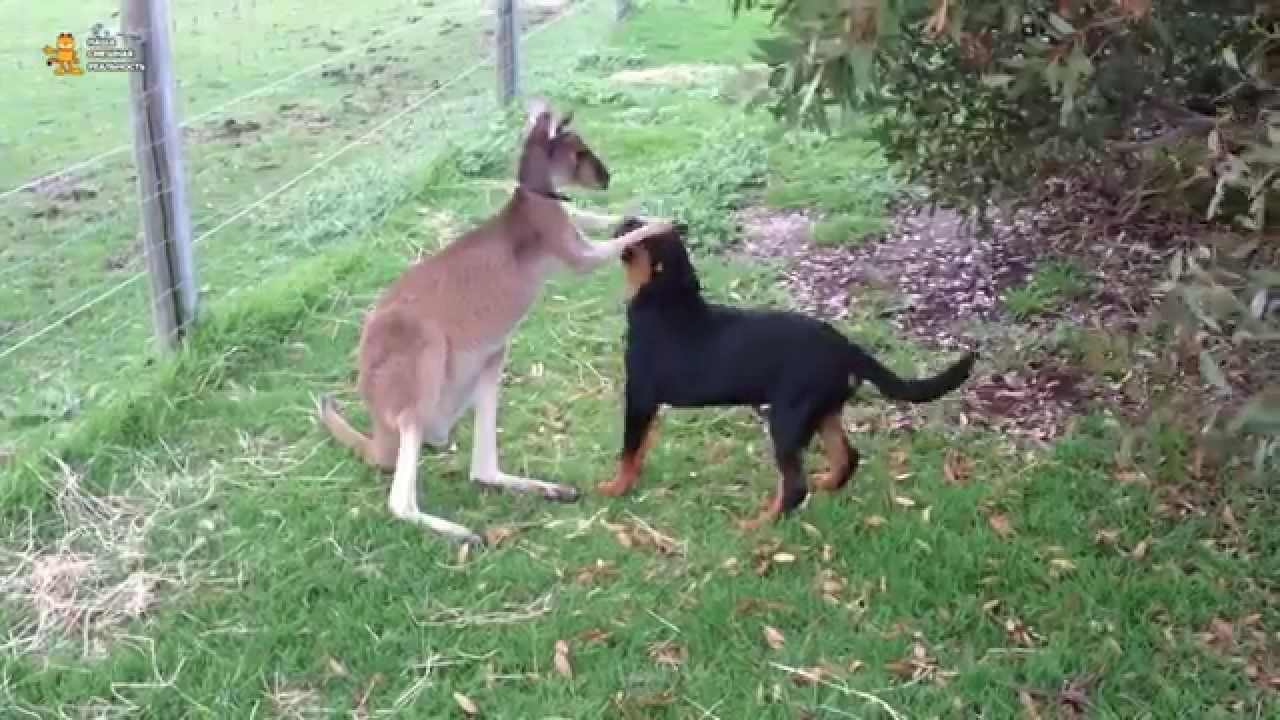 A dog and a kangaroo. Animal Friendship!